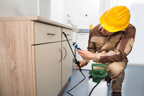 Pest Control Services - Call: 01202 042814 or Visit: www.pest-control-poole.co.uk | TPD Environmental Services
