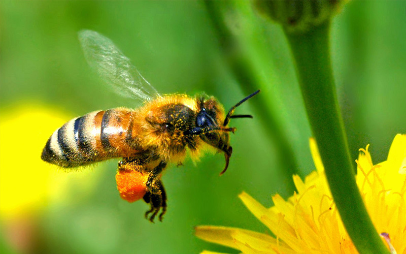 Pest Control Poole - Bee Removal - Poole, Bournemouth, Dorset | TPD Environmental Services
